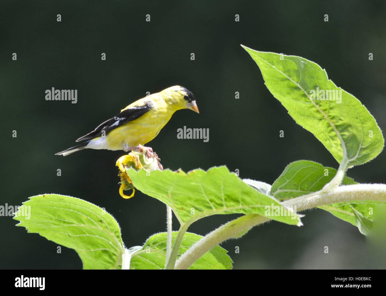 American cardellino appollaiato su un ramo Foto Stock