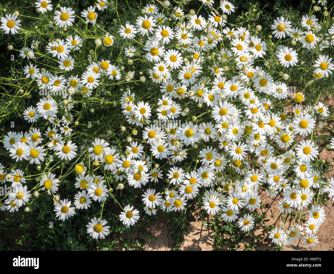 Prato con molti fiori di camomilla e di erba Foto Stock