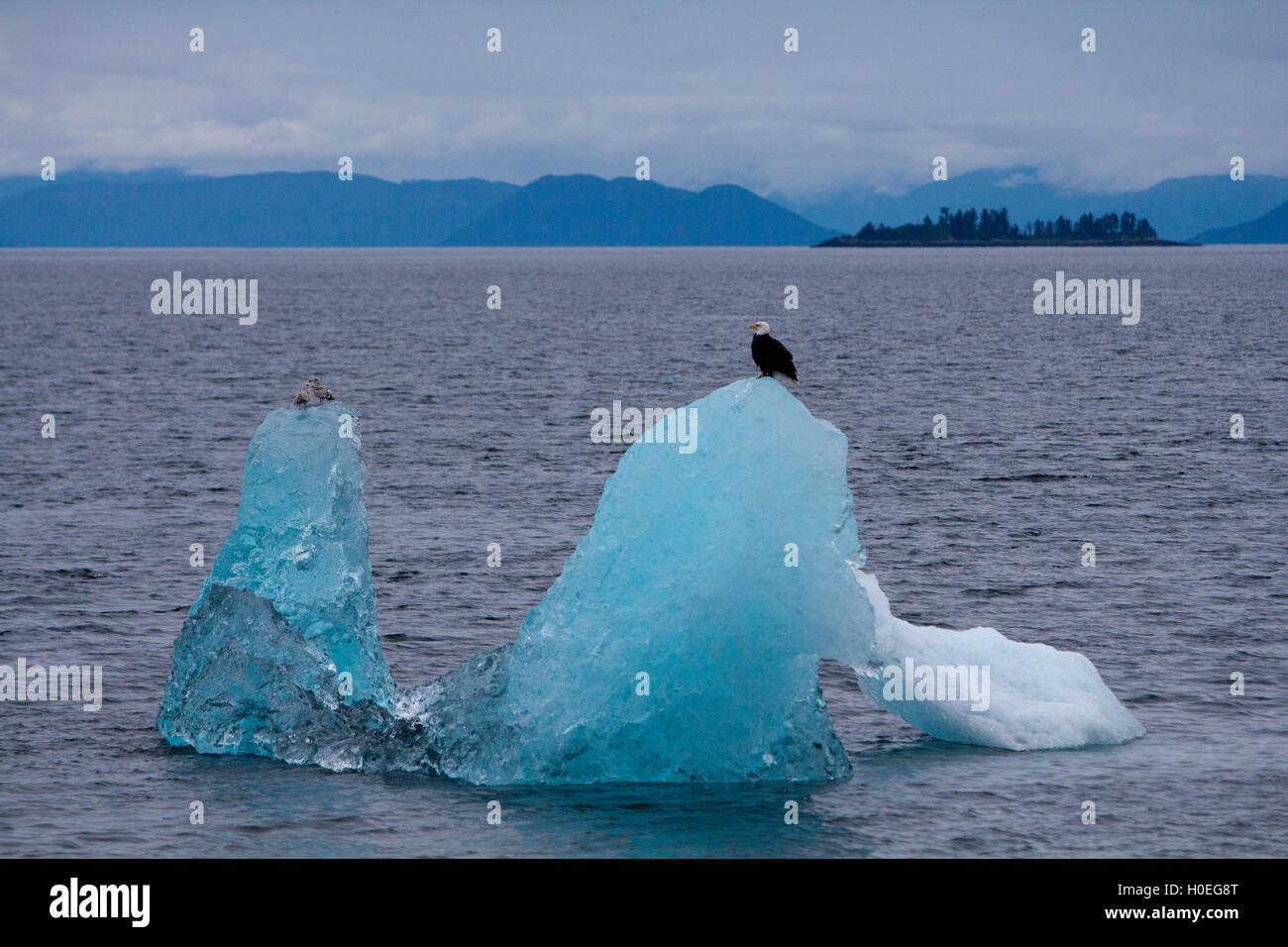 Aquila calva appollaiato su un pezzo di blu ghiaccio del ghiacciaio nel sud-est dell Alaska Foto Stock