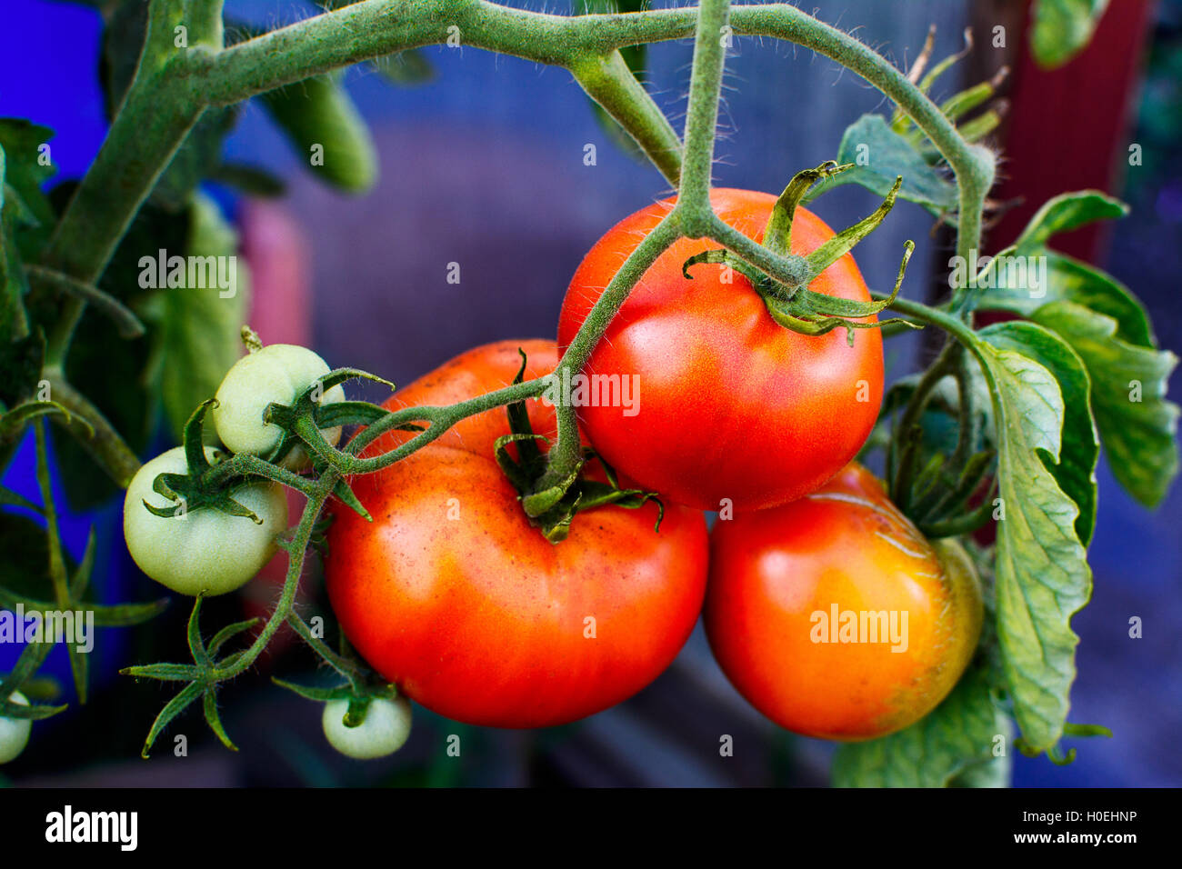 Boccola di pomodori maturi che cresce in giardino. I pomodori in un orto. Coltivato ortaggi freschi. Foto Stock