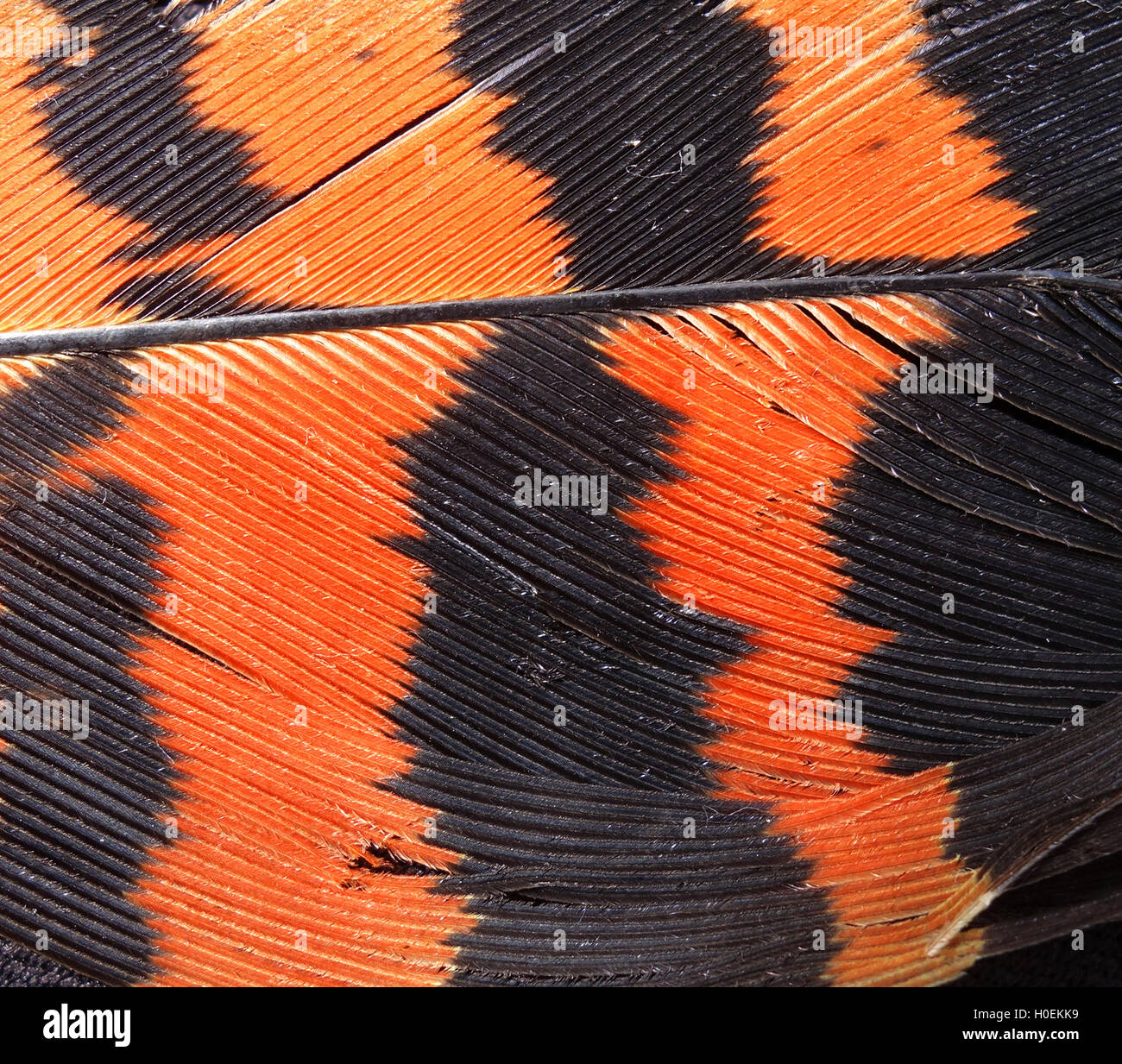 Dettaglio di molted piuma di coda della Red-tailed Black Cockatoo (Calyptorhynchus banksii), Mundaring, sulle colline di Perth, Western Australia Foto Stock