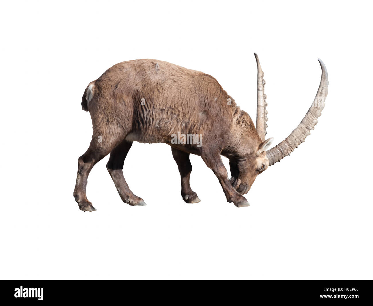Ibex maschio adulto preparando a combattere isoled su sfondo bianco Foto Stock