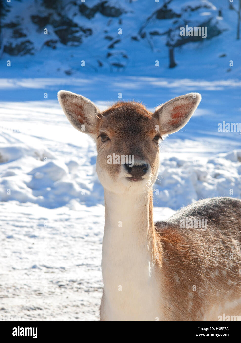 Baby Deer Fawn in inverno Foto Stock