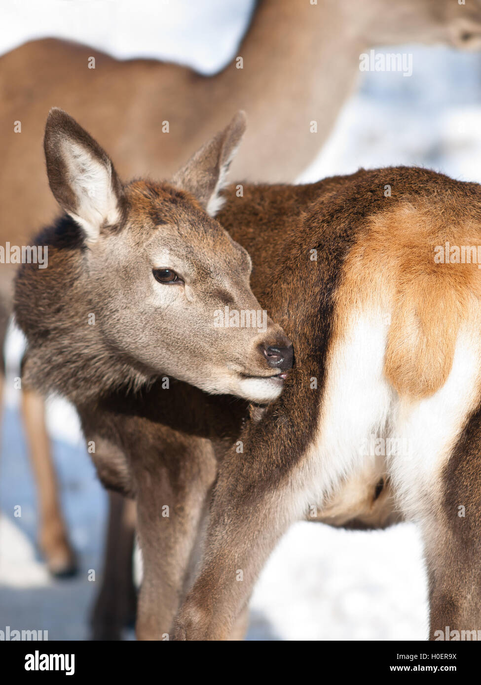 Baby Deer Fawn in inverno Foto Stock