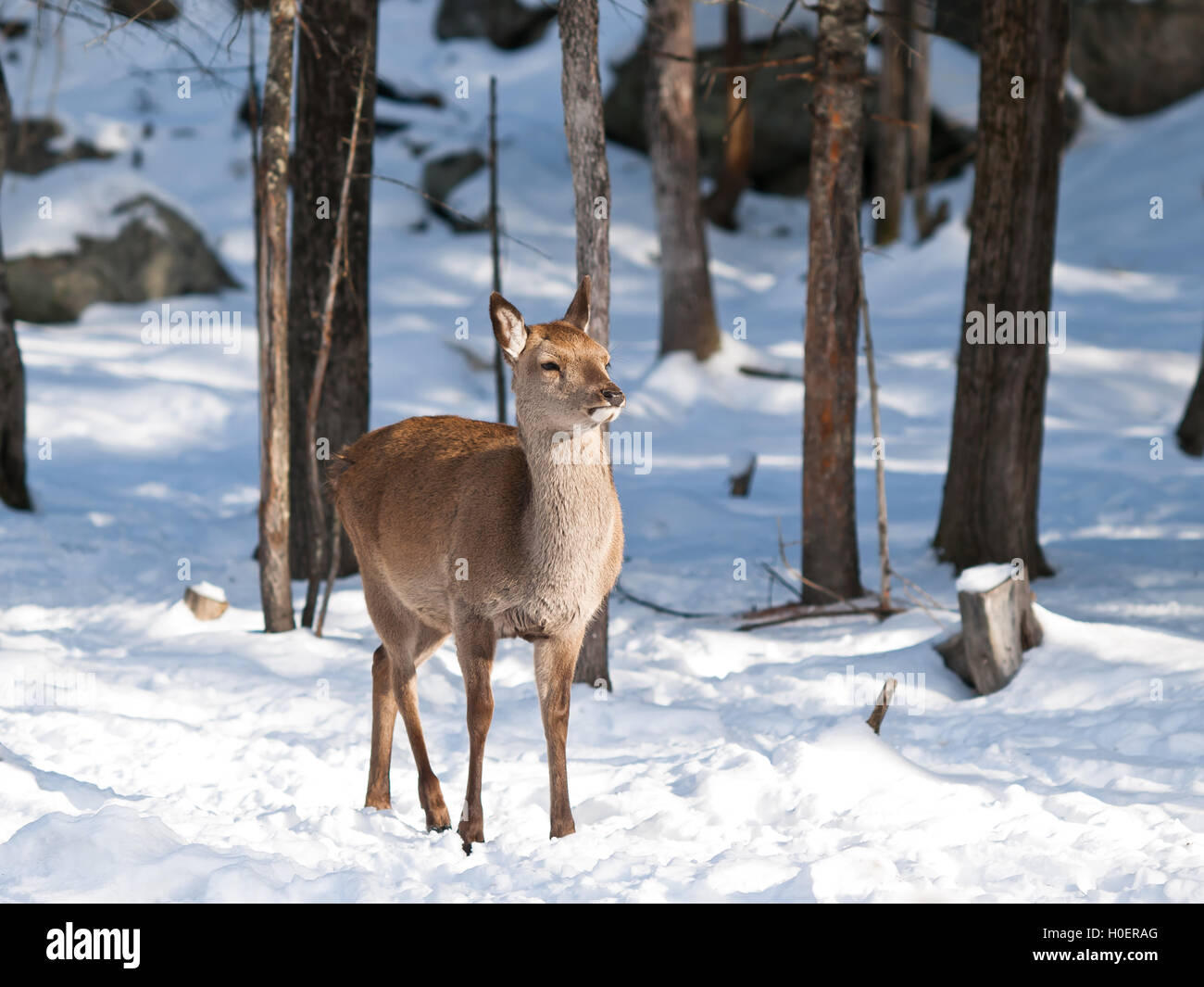 Baby Deer Fawn in inverno Foto Stock
