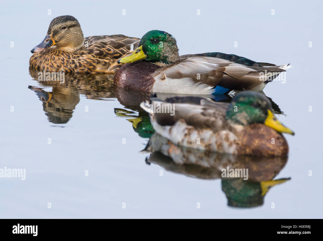 2 maschi e una femmina di Mallard duck (Anas platyrhynchos) in acqua in autunno nel West Sussex, in Inghilterra, Regno Unito. Foto Stock