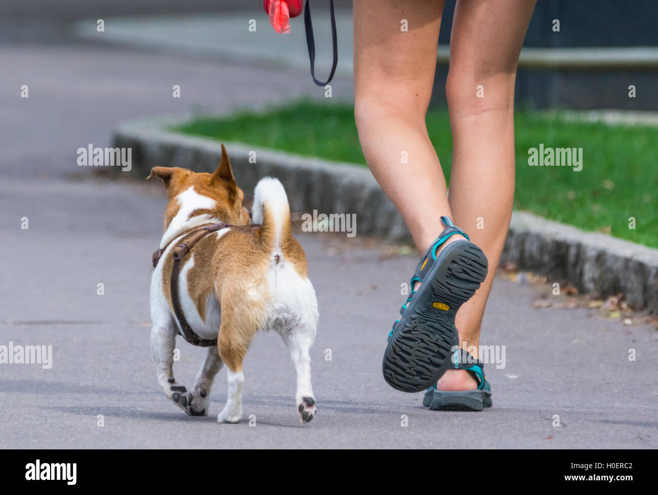 Camminare un piccolo cane, mostrando una signora gambe. Foto Stock