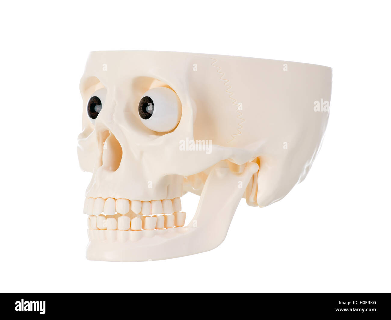 Plastica cranio umano isolato su sfondo bianco. Foto Stock