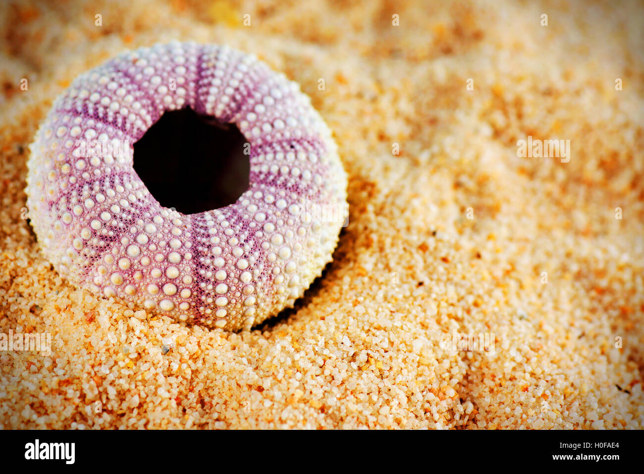 Ricci di mare shell sulla sabbia Foto Stock