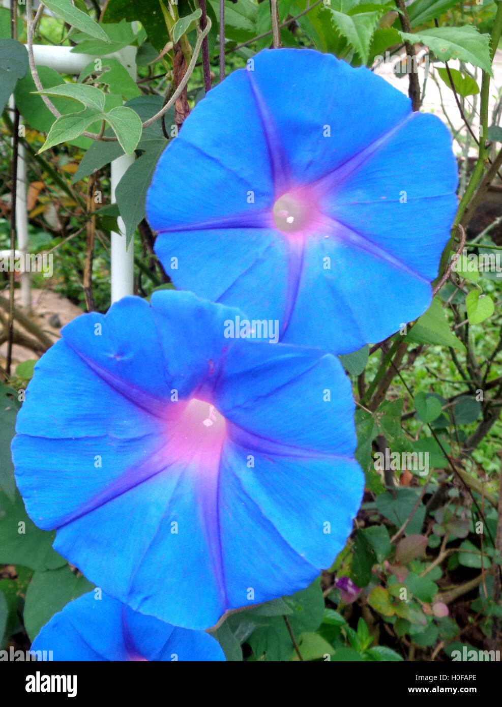Blue morning glories immagini e fotografie stock ad alta risoluzione - Alamy