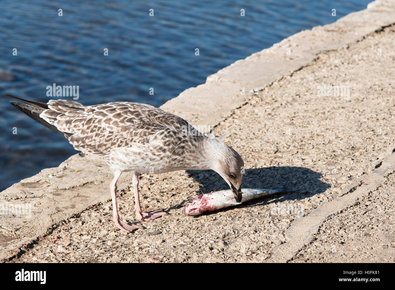 Seagull su una riva pietroso di mangiare un pesce Foto Stock