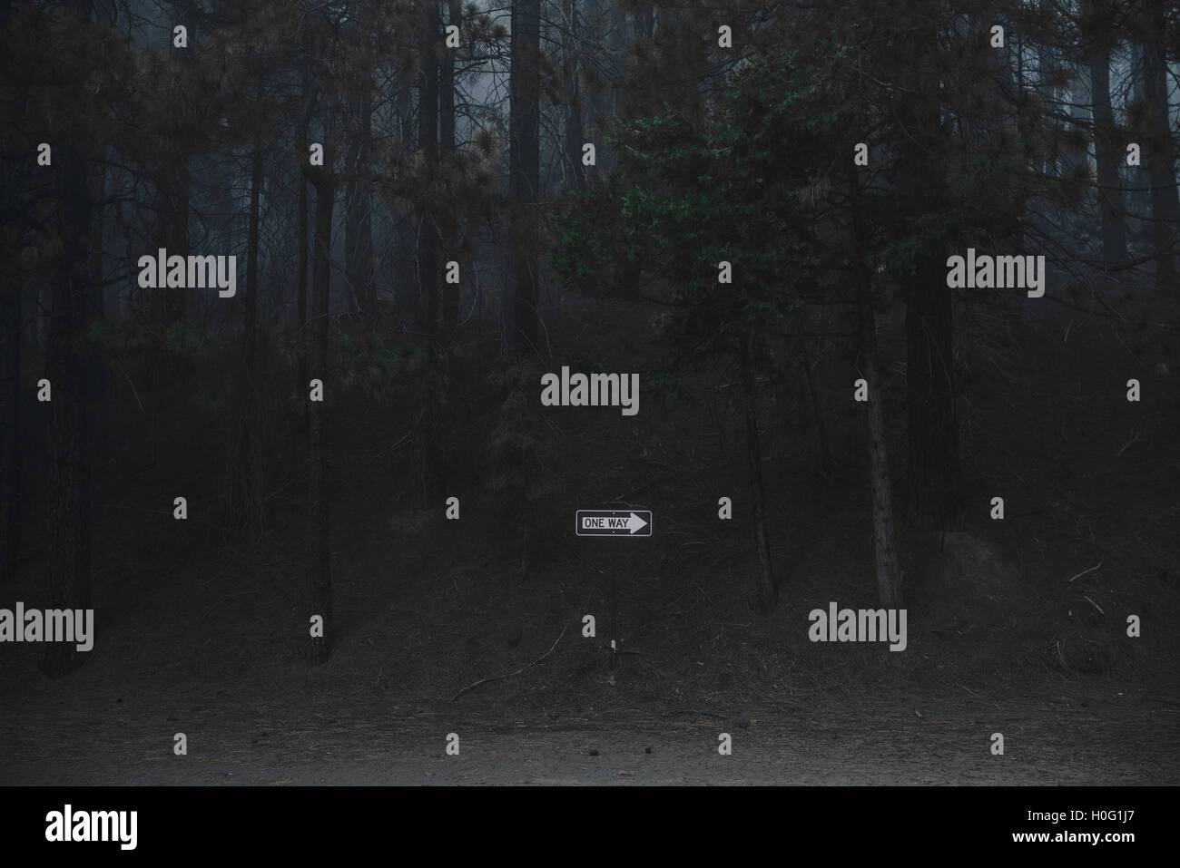 Lone un modo segno nel Parco Nazionale di Sequoia Foto Stock