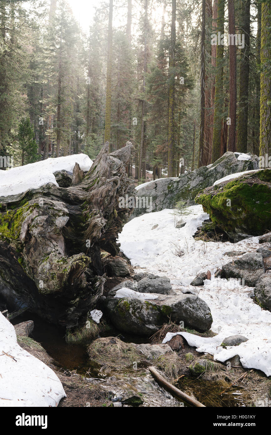 Un nodose tronco di albero è coperto di neve in California's Sequoia National Park Foto Stock