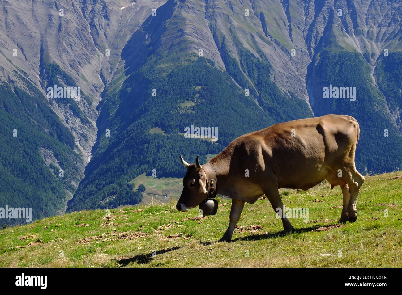 Vacca in alpi svizzere Foto Stock