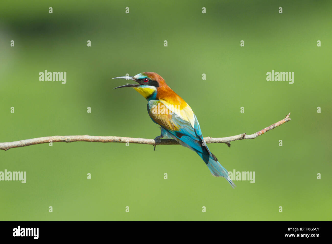 Unione Gruccione (Merops apiaster) adulto arroccato su ramoscello vicino a nido, Bulgaria, Europa Foto Stock