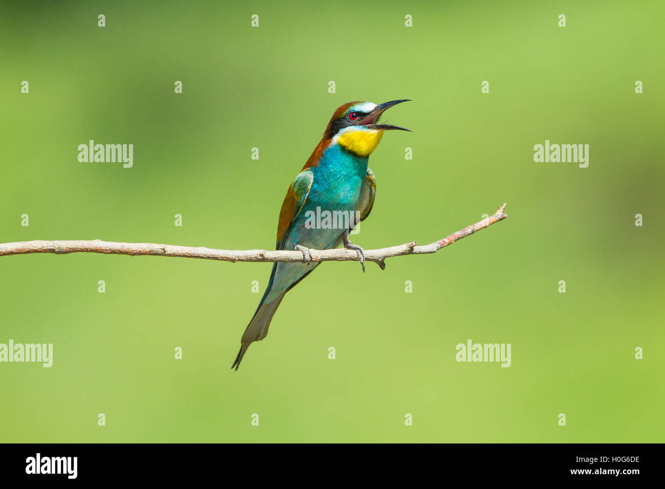 Unione Gruccione (Merops apiaster) adulto arroccato su ramoscello vicino a nido, Bulgaria, Europa Foto Stock