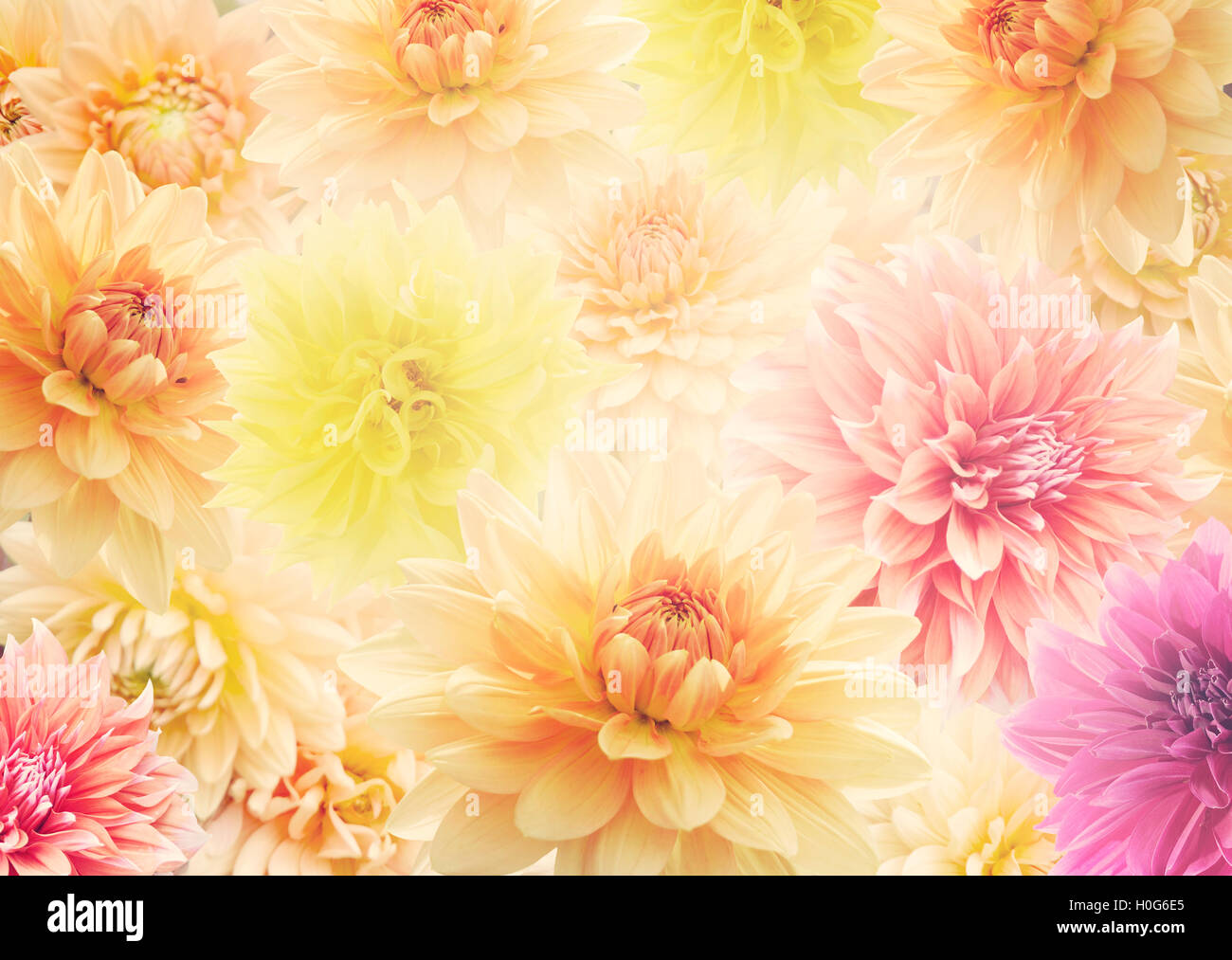 Dahlia fiori ,Close Up per lo sfondo Foto Stock