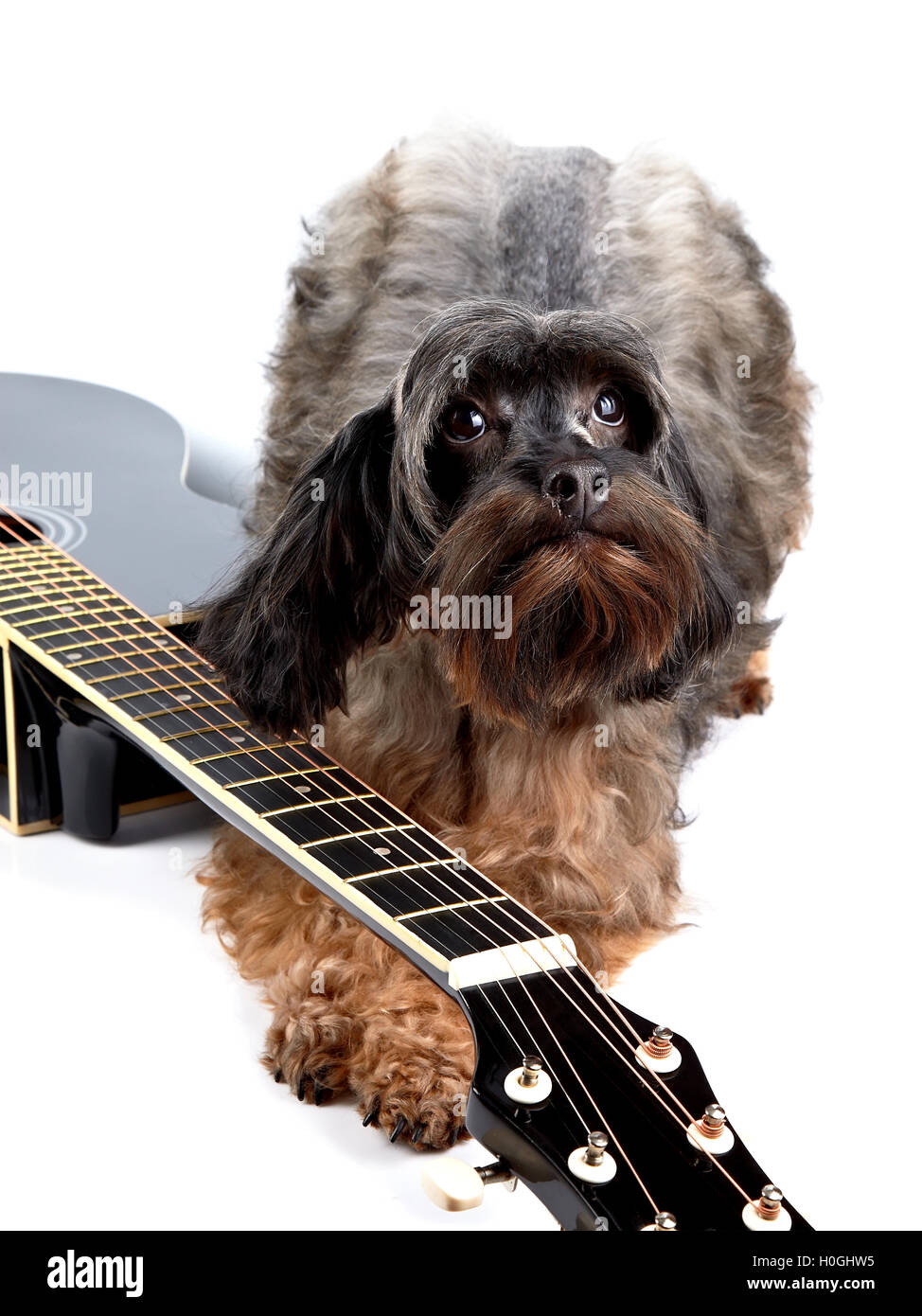 Shaggy decorativo doggie nero e chitarra. Foto Stock