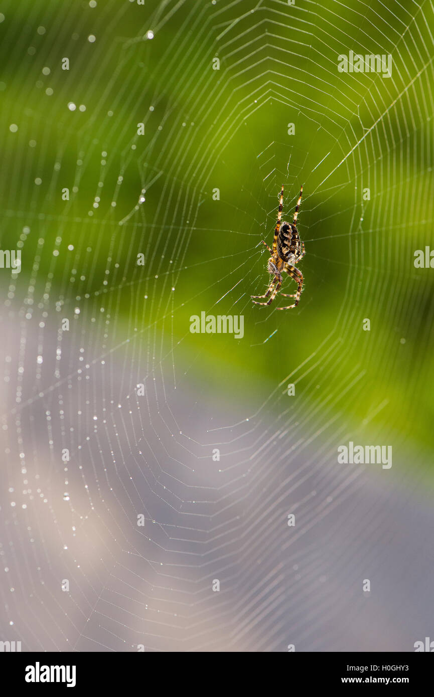 Occupata la filatura di un disegno geometrico, una striata, giardino spider pende sul suo delicato, setosa, orb web - West Yorkshire, Inghilterra. Foto Stock