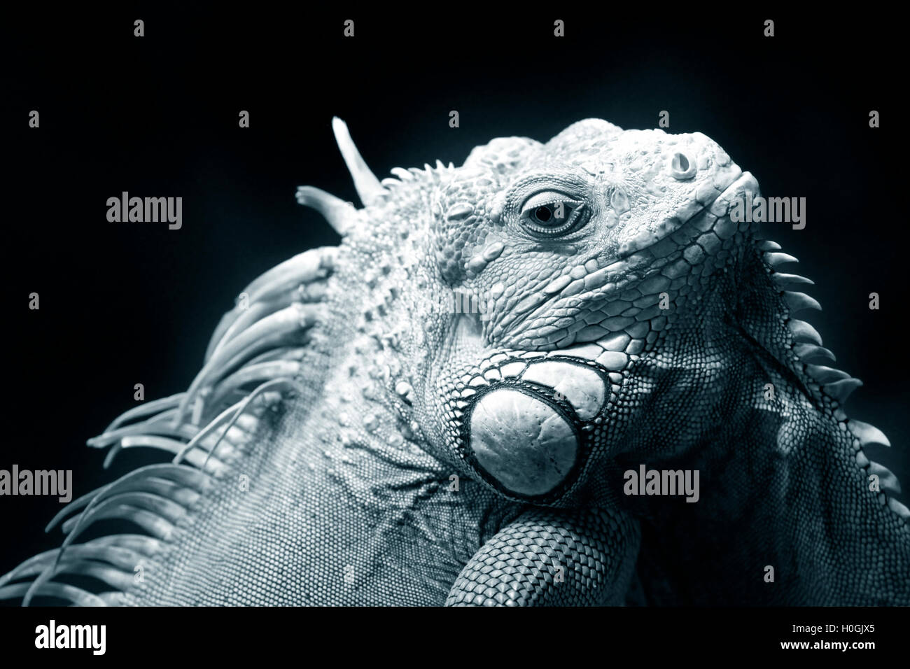 Varan Foto Stock