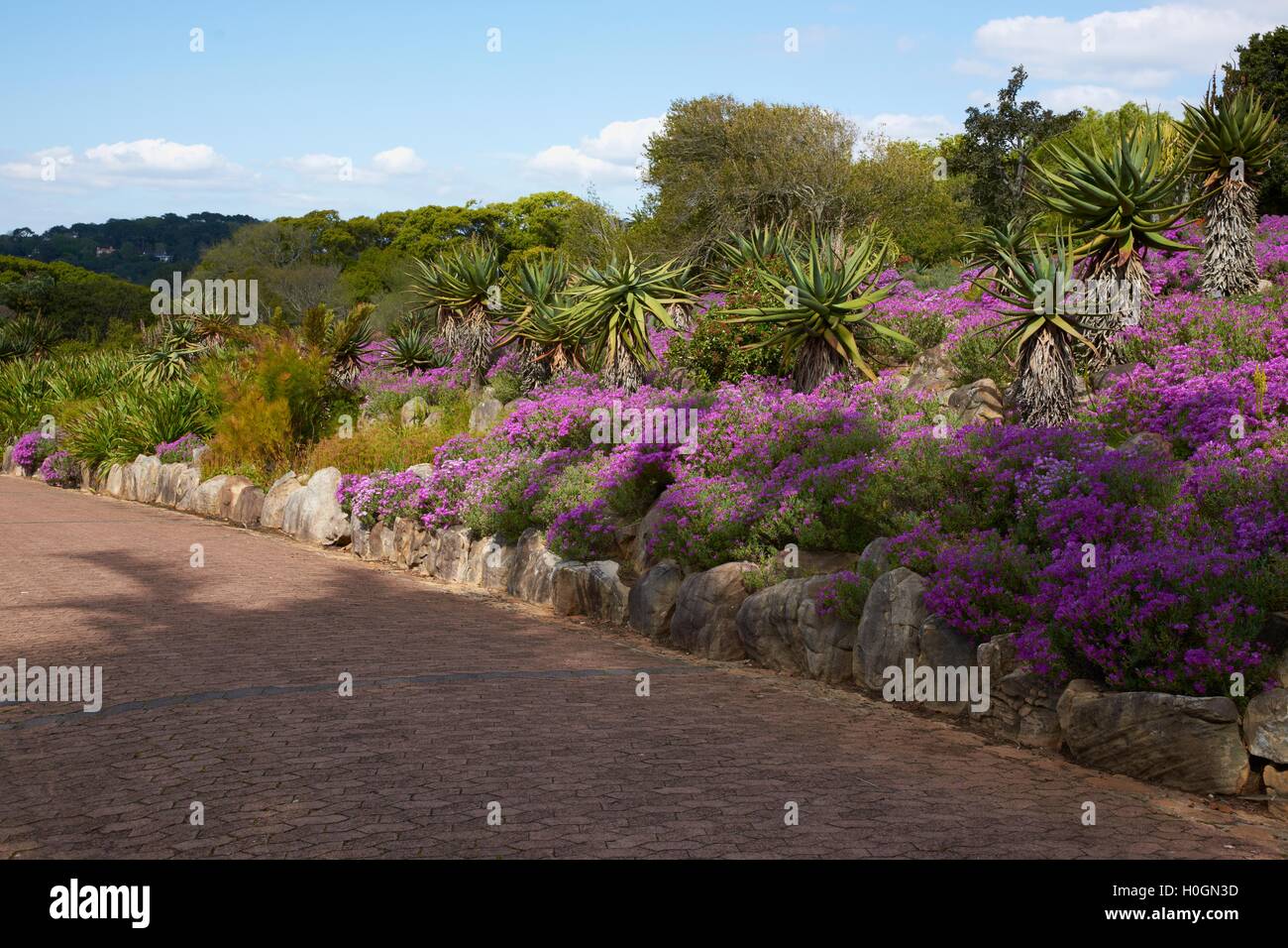 Kirstenbosch National Botanical Gardens Foto Stock