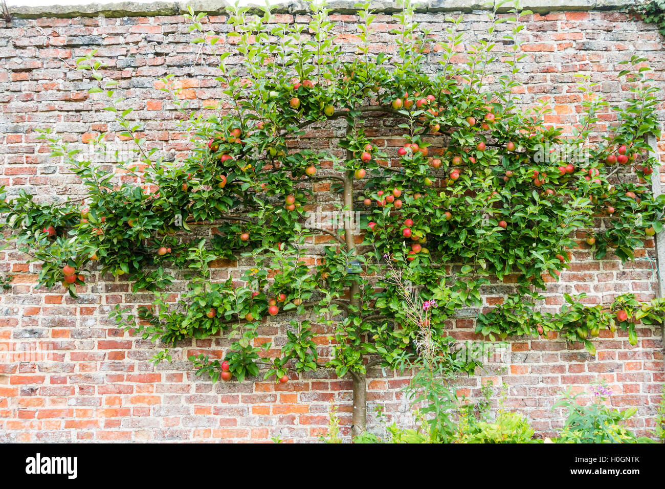 Spalliera melo con Worcester Pearmain le mele mature nel settembre Helmsley Walled Garden North Yorkshire Foto Stock