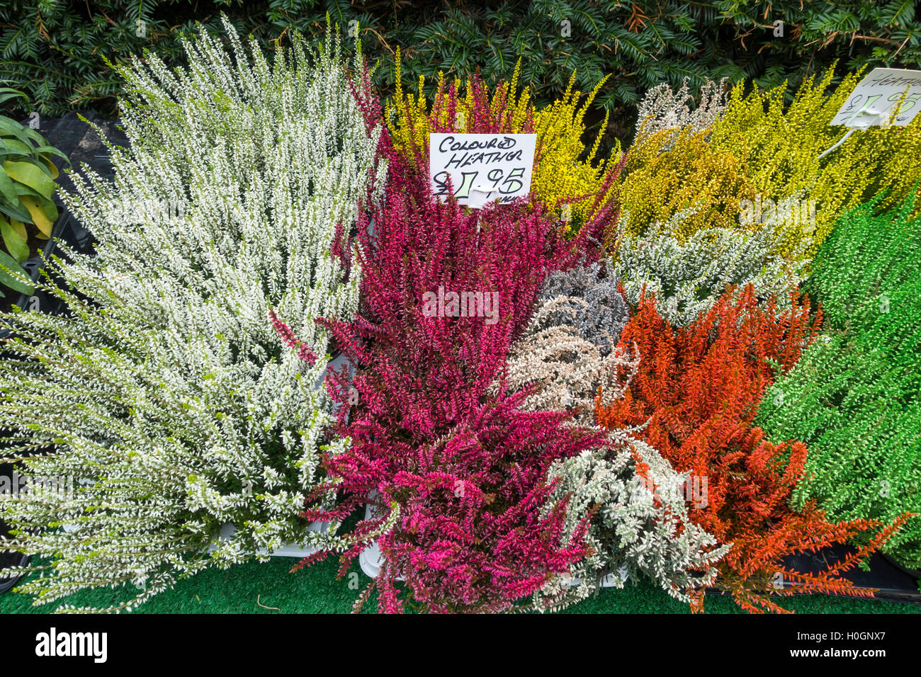 Heather colorate piante per un giardino al prezzo di £1.75 ogni mercato in stallo in Helmsley North Yorkshire, Inghilterra Foto Stock