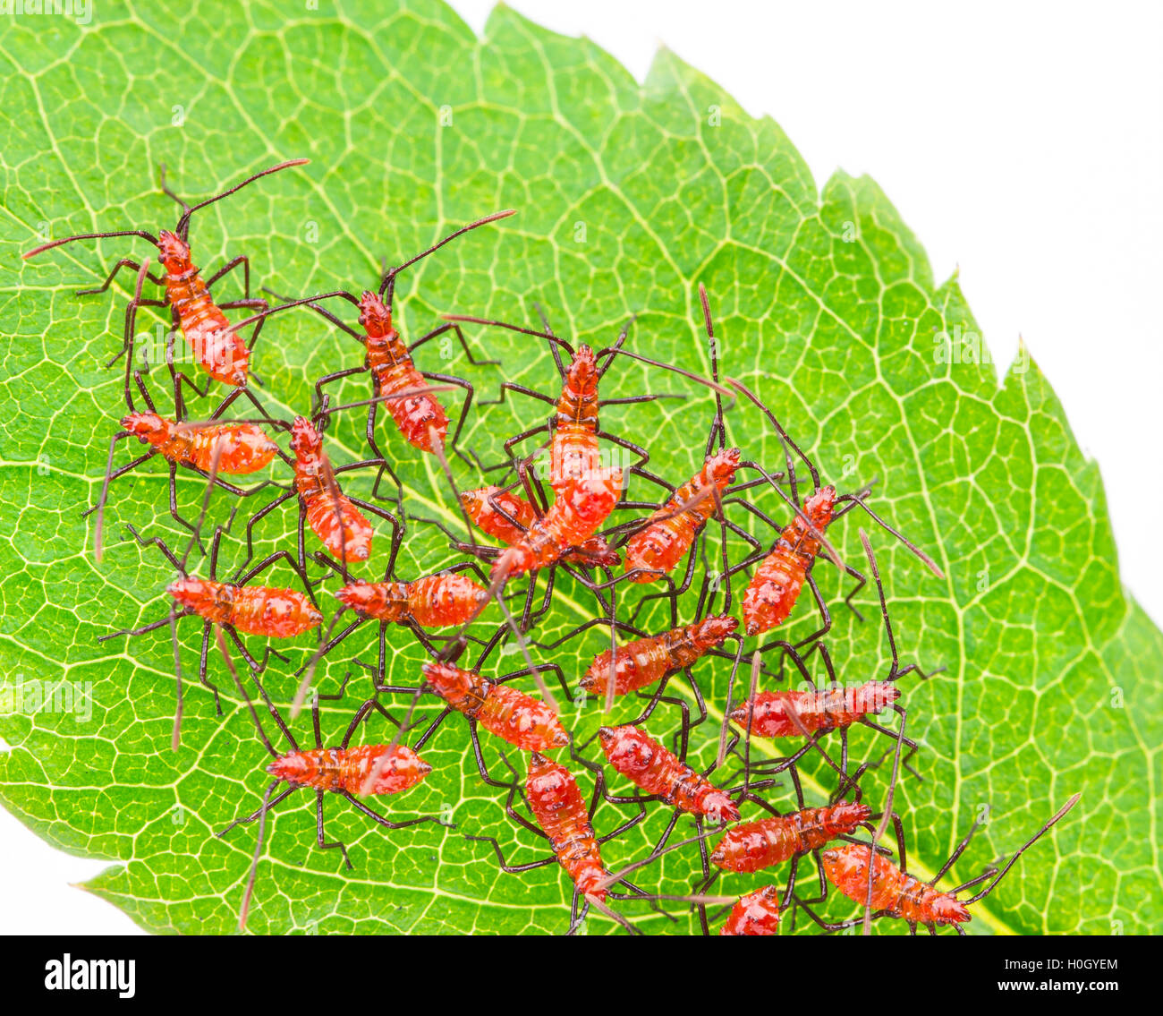 Zelus longipes, rosso assassin ninfe, recentemente e tratteggiata in un raggruppamento di difesa su una foglia di rose. Foto Stock