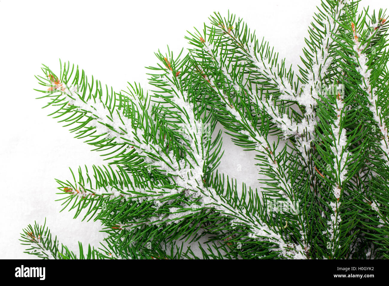 Il ramo di albero di Natale su sfondo bianco Foto Stock