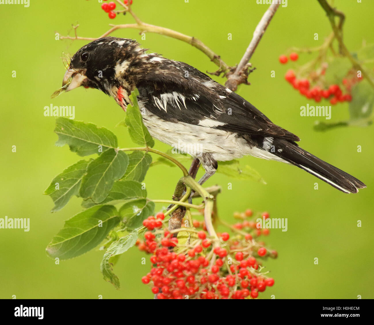 Una rosa-breasted Grosbeak mangiare una libellula. Foto Stock