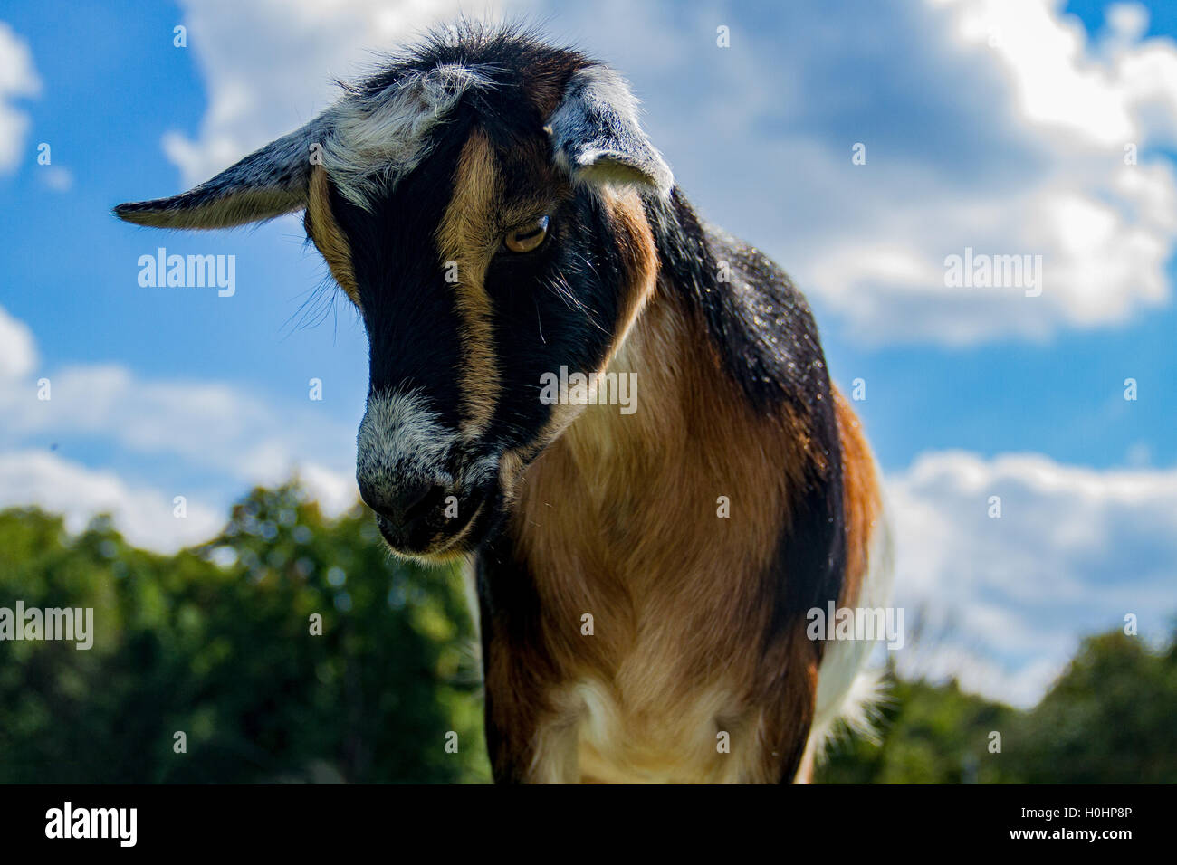 Nigeriano di capra Nana si erge contro il cielo blu e verde treeline Foto Stock