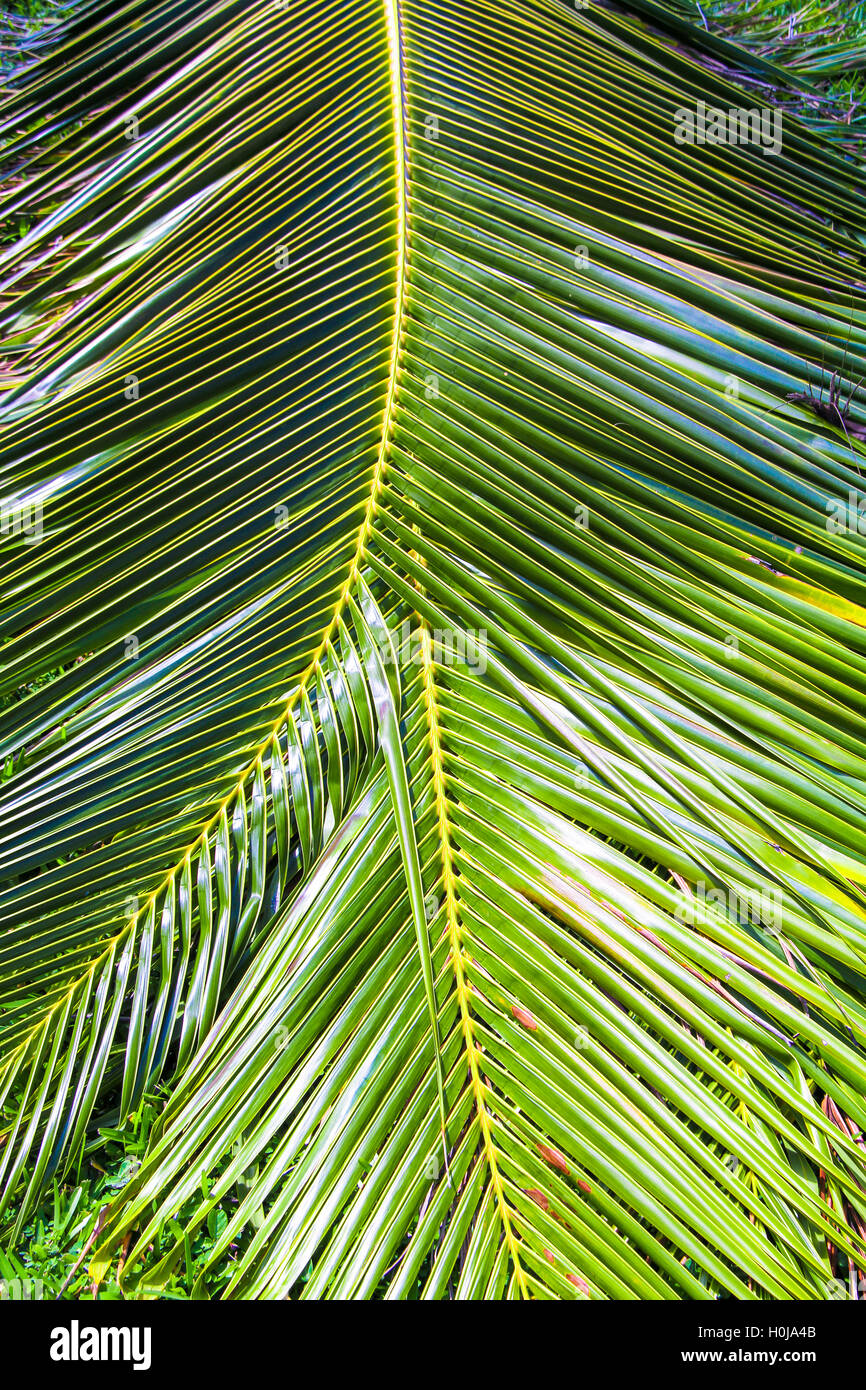 Close-up di grandi foglie di palmo Foto Stock