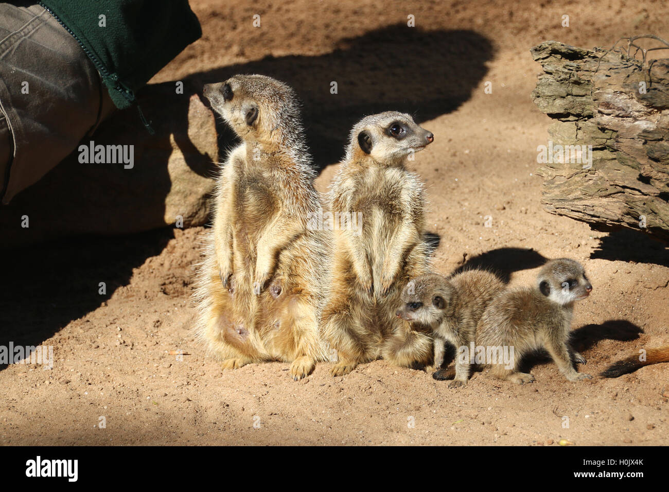 Sydney, Australia. 09Sep, 2016. Dispensa - un handout picture reso disponibile su 21 Settembre 2016 da parte del Taronga Zoo mostra i due South African meerkats, nato nel mese di agosto 2016, con la madre di Nairobi e padre Maputo al Taronga Zoo di Sydney, Australia, 09 settembre 2016. Lo zoo di Sydney è stata in attesa per la prole per sette anni. Foto: lo zoo di Taronga/dpa (ATTENZIONE: EDIORS Ediotiral utilizzare solo in connessione con la creazione di rapporti sulla meerkat giovani al Taronga Zoo e con obbligo di credito fonte: lo Zoo di Taronga/dpa)/dpa/Alamy Live News Foto Stock