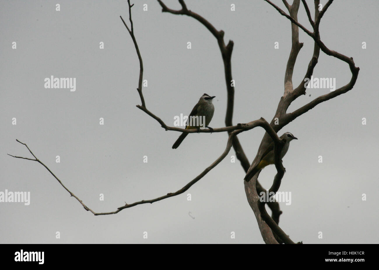 Settembre 21, 2016 - Bintan, Isole Riau, Indonesia - Bintan, Indonesia - 21 settembre : Il giallo-sfiatato bulbul (Pycnonotus goiavier) visto in foresta Tanjungpinang il 21 settembre 2016 nell'isola di Bintan, Riau isola provincia, Indonesia. Il Giallo-sfiatato bulbul costruisce una ben mimetizzata ma fragile, allentati, profondo, a forma di coppa nest da erba, foglie, radici, steli di vite e rametti. Il nido è disordinato all'esterno, ma è ordinatamente in fila con fibre vegetali. Esso può essere integrato in una vasta gamma di posti da bassi arbusti di alberi ad alto fusto. Questa è una specie adattata per gli esseri umani e può persino il nido in giardini. C Foto Stock