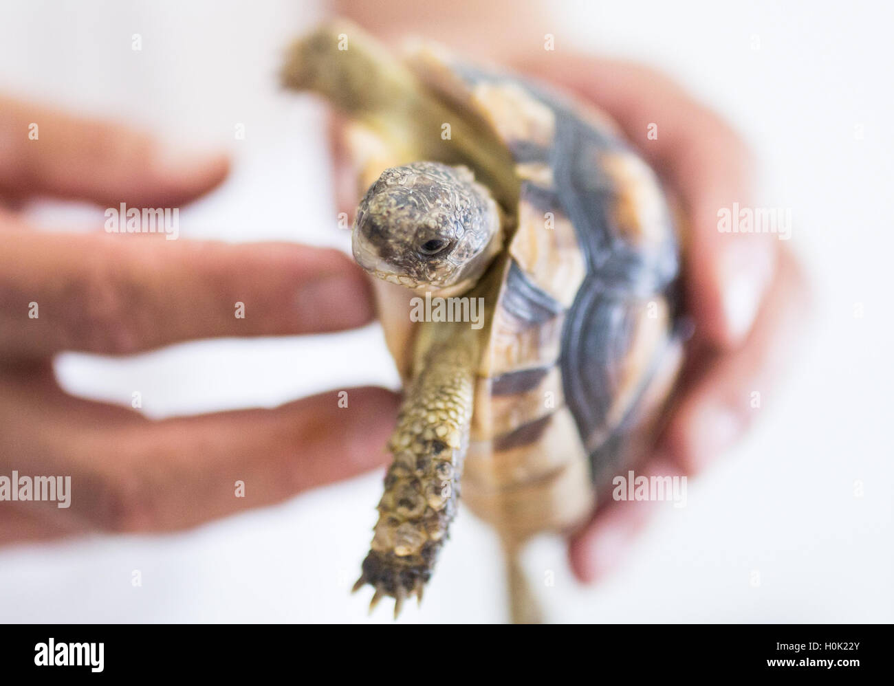 Metelen, Germania. 26 Ago, 2016. Una Testuggine marginata è tenuto in mano di un animale accompagnatore alla protezione delle specie in centro Metelen, Germania, 26 agosto 2016. La protezione delle specie centro attualmente ospita 200 animali sui motivi isolata di un ex istituto di ricerca biologica. Foto: Marcel Kusch/dpa/Alamy Live News Foto Stock