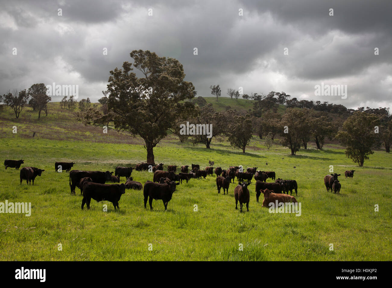 Il Black Angus il pascolo di bestiame sui pascoli verdi del Nuovo Galles del Sud Australia Foto Stock