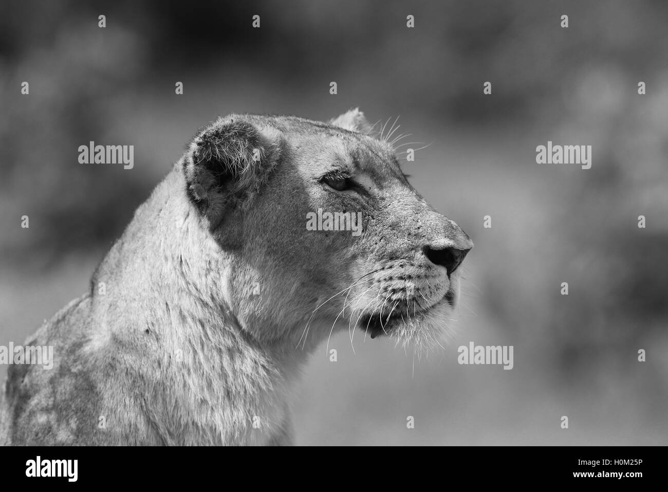 Leonessa cerca possibile preda a Krugar National Park in Sud Africa. Foto Stock