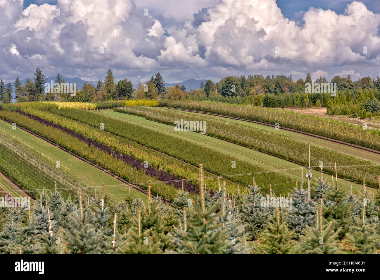 Agricola e vivai di piante in un campo di Oregon rurale. Foto Stock