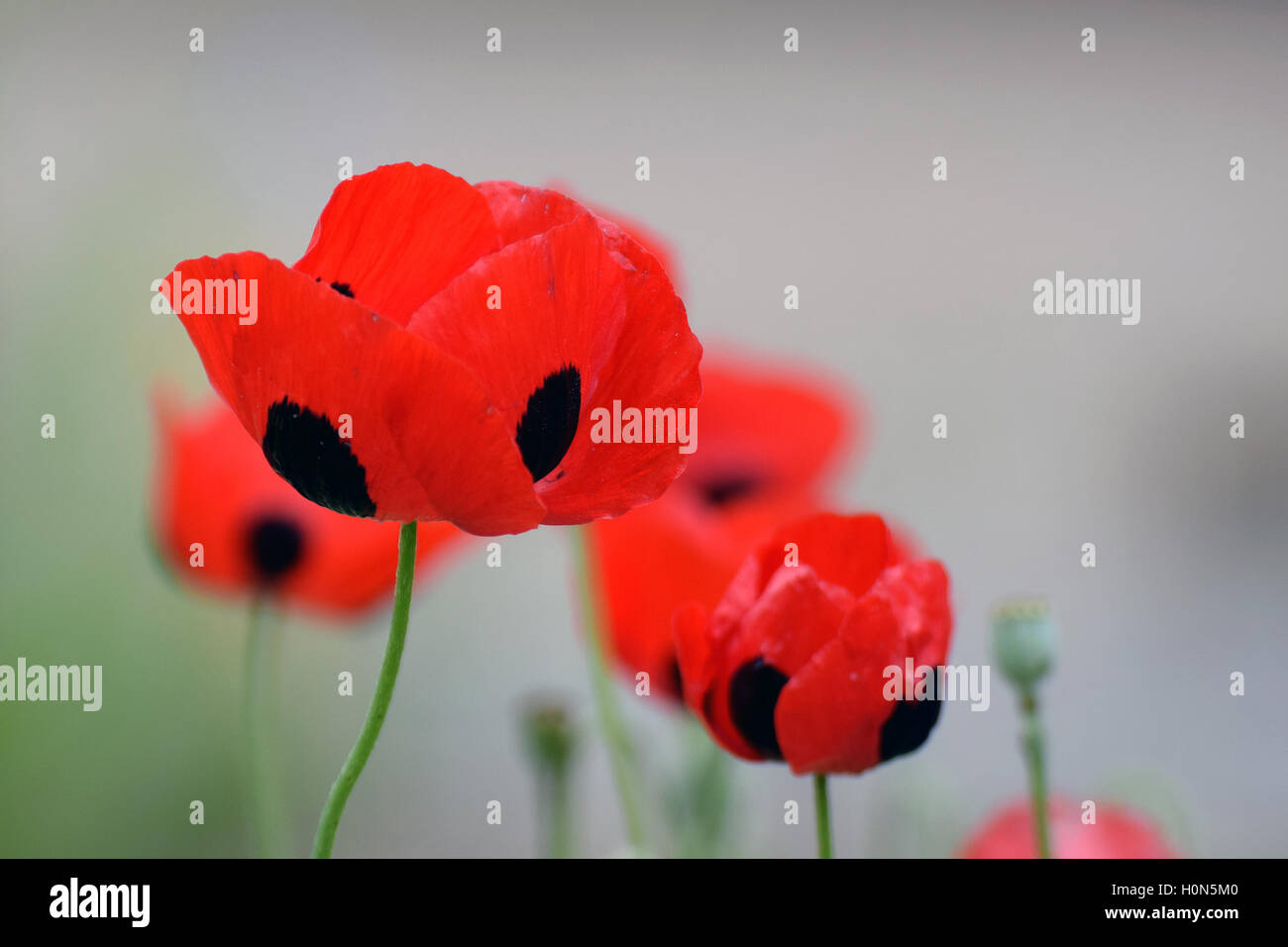 Bel rosso e nero fiori di Papaver commutatum, coccinella Foto Stock