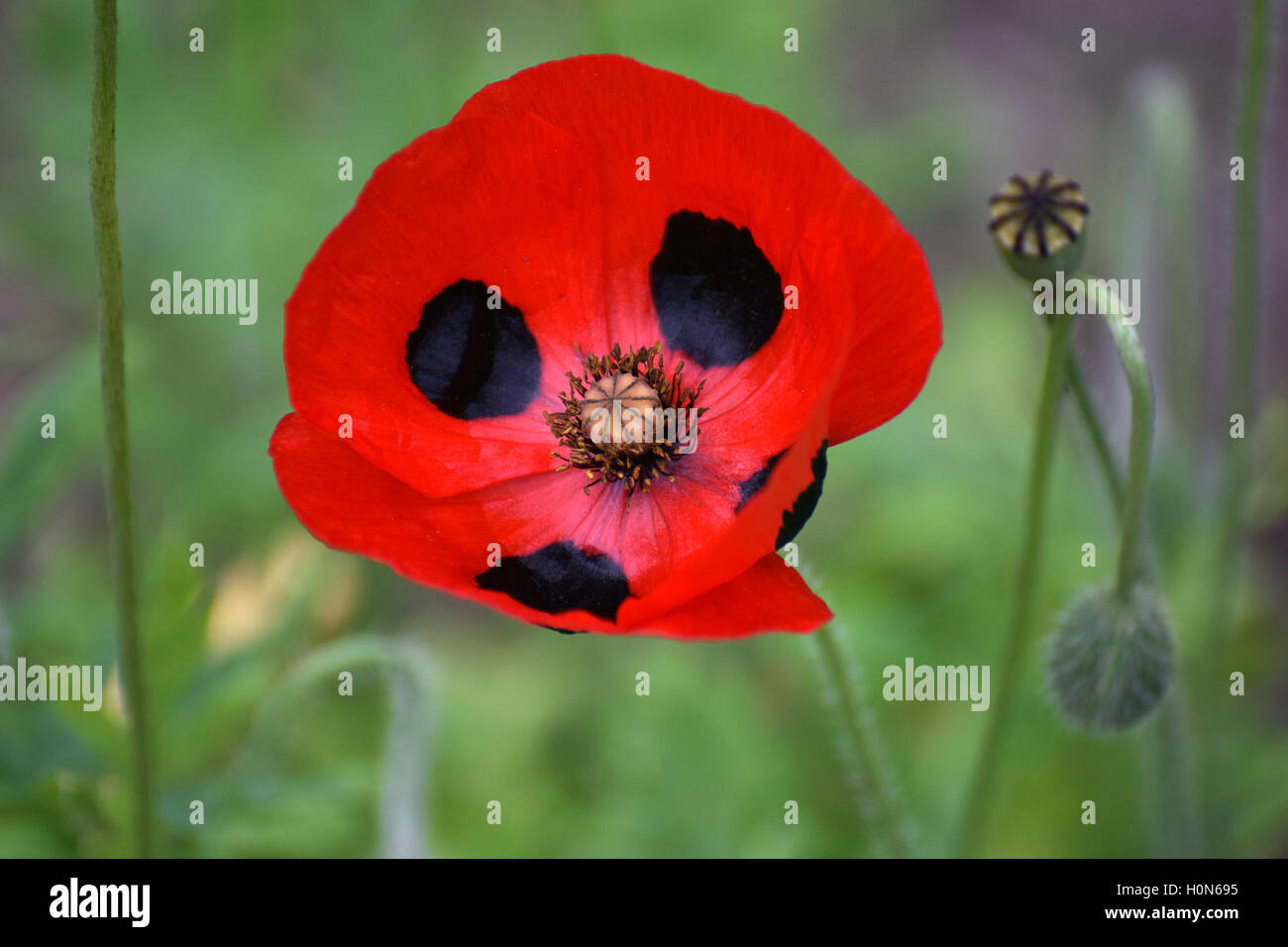 Fiore di Papaver commutatum, coccinella Foto Stock