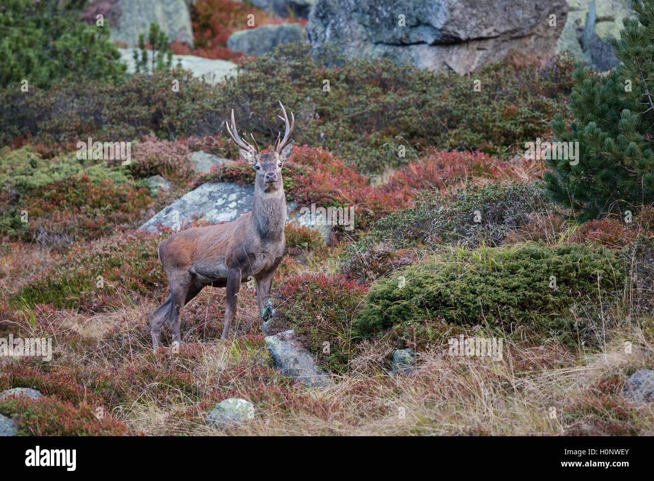 Il cervo (Cervus elaphus) nell'autunno del paesaggio, la Valle dello Stubai in Tirolo, Austria Foto Stock