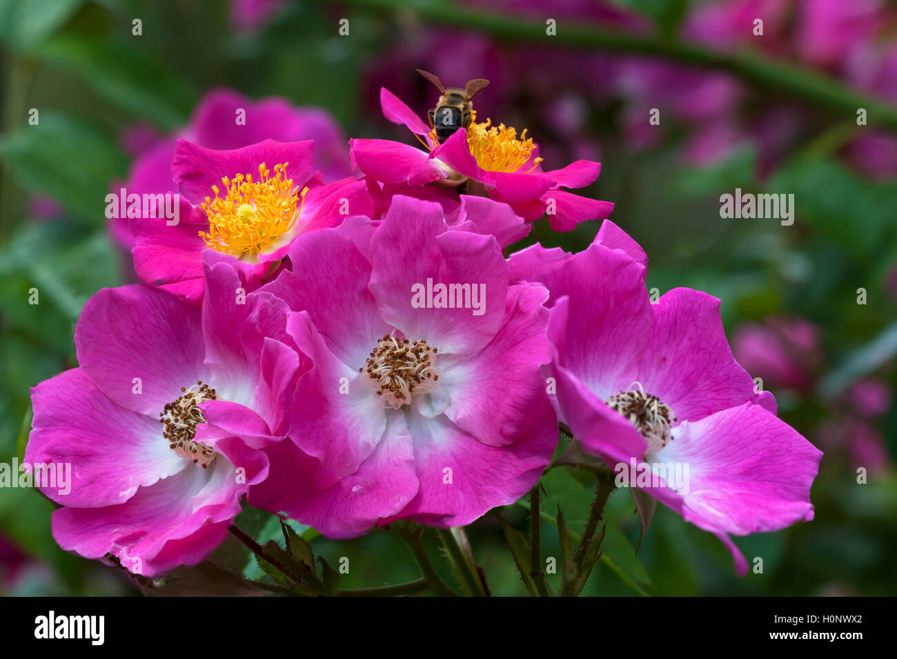 Fiori di colore rosa della rosa rampicante, cultivar American pilastro (Rosa), con il miele delle api (Apis), Baviera, Germania Foto Stock