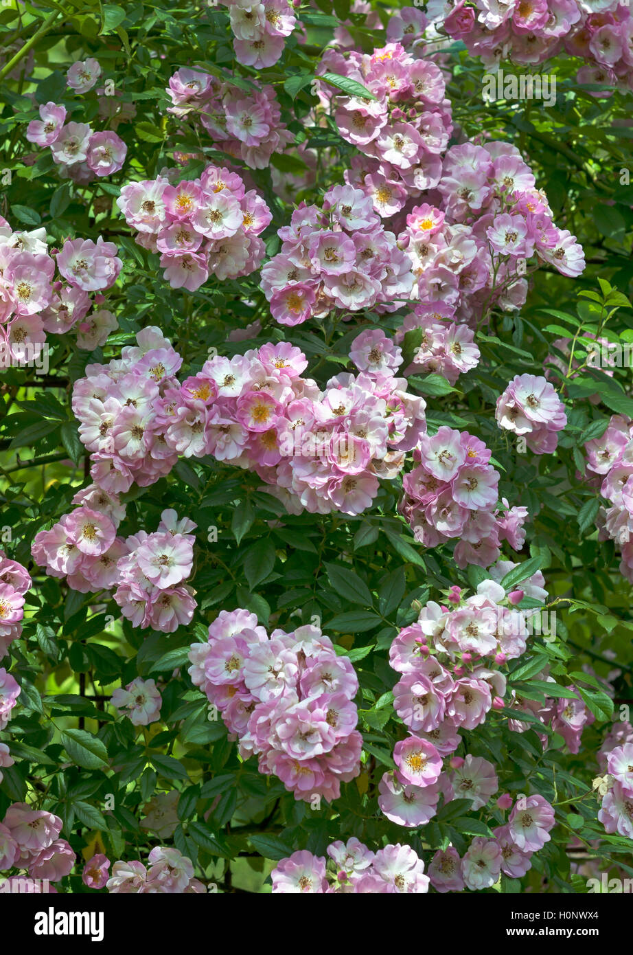 Fioritura rosa rampicante, varietà Arndt (Rosa), Baviera, Germania Foto Stock