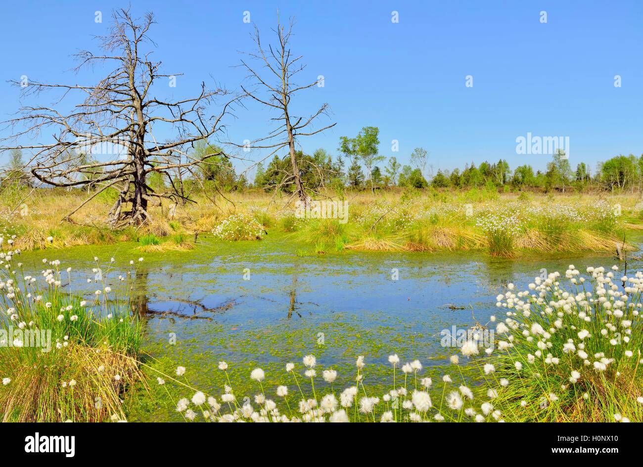 Dead pini (Pinus sylvestris) e tussock cottongrass (Eriophorum vaginatum) in wet bog con muschio di torba Sphagum (sp). Foto Stock