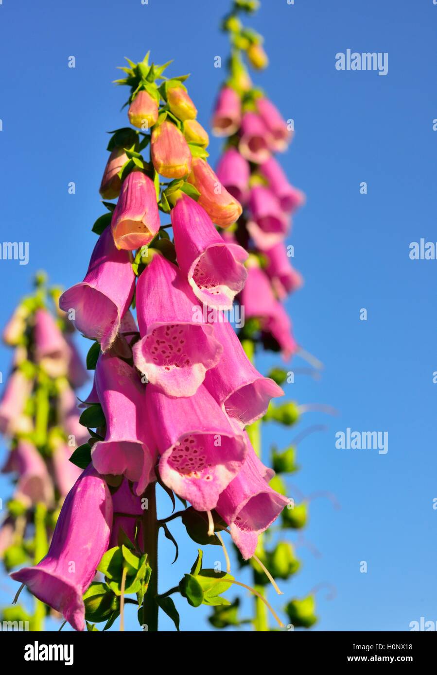 Foxglove comune (Digitalis purpurea) fiore, tossici pianta medicinale, Germania Foto Stock