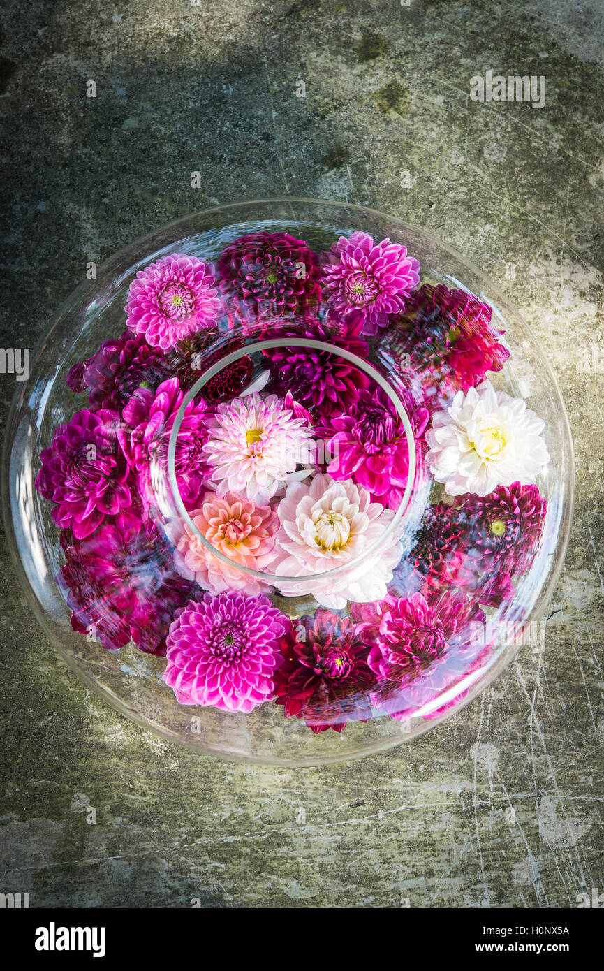 Dalie (Dalia ibridi), la gradazione di colori bordeaux e rosa, round ciotola di vetro sul lastricato, Germania Foto Stock