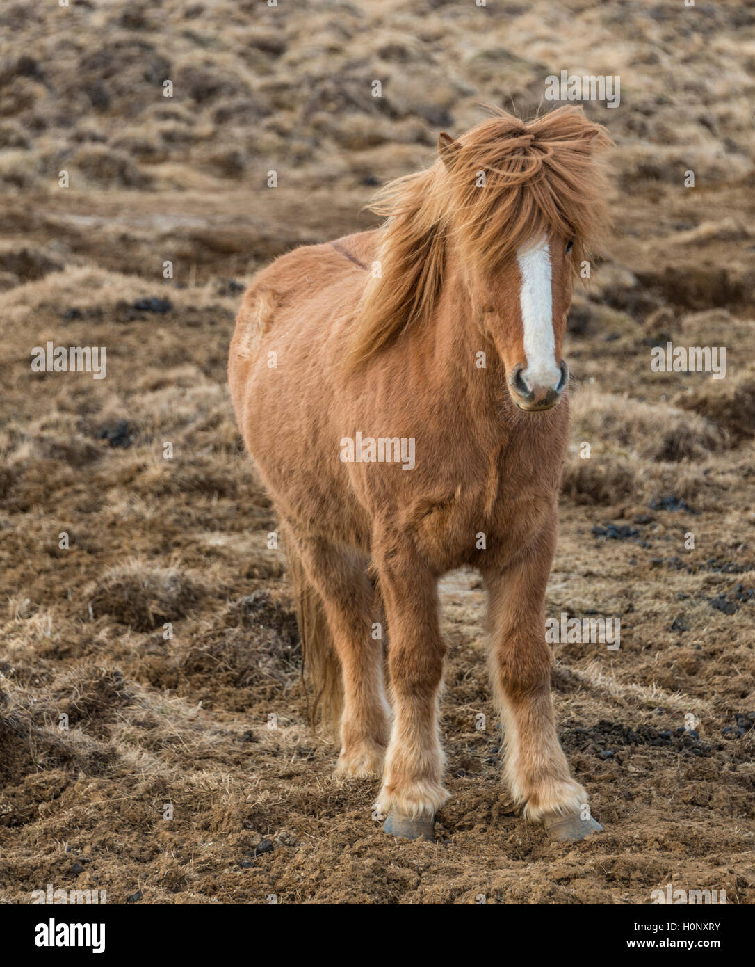 Marrone cavallo islandese, islandese cavallo di razza (Equus islandicus), ritratto, Regione meridionale Islanda Foto Stock
