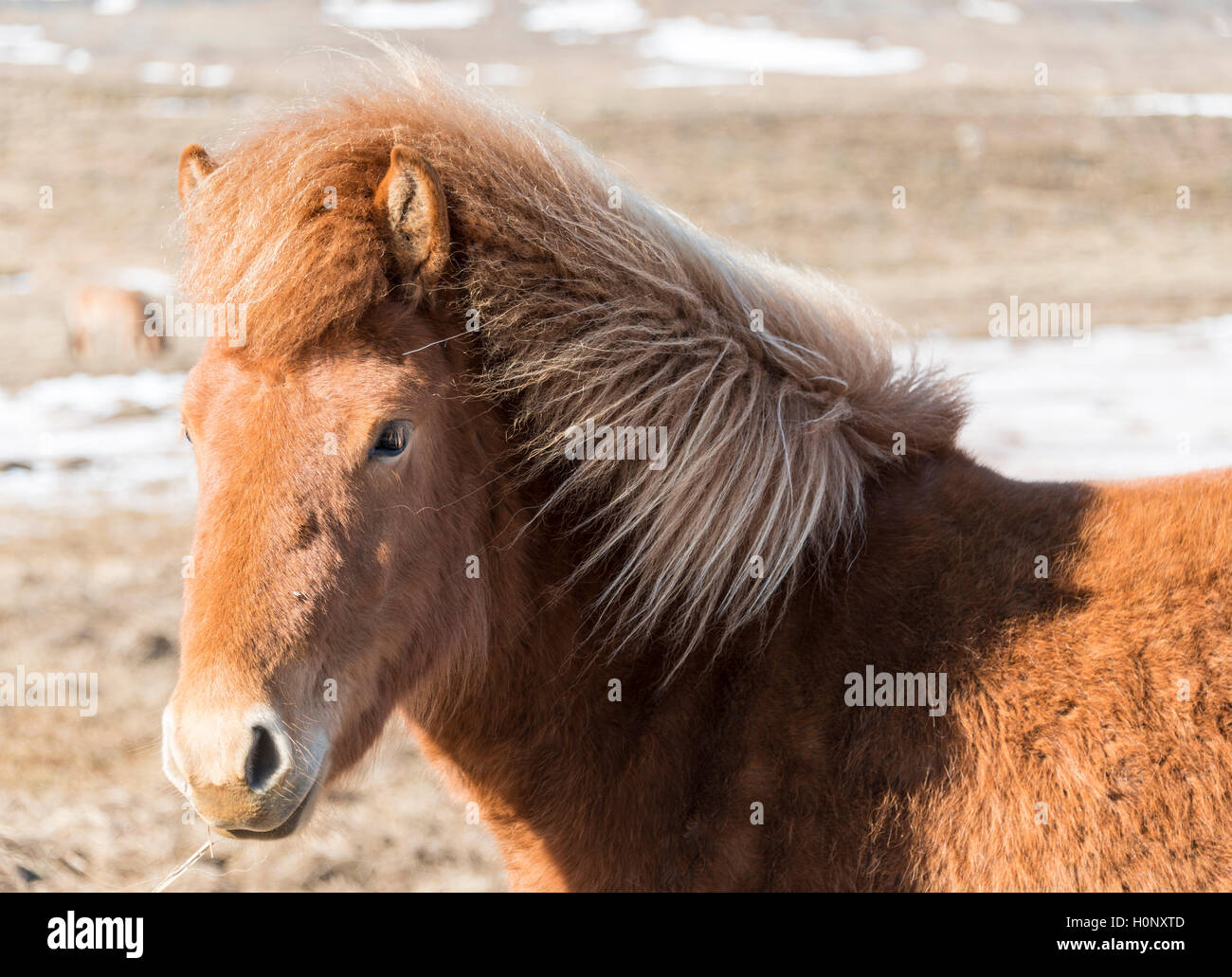 Marrone cavallo islandese, islandese cavallo di razza (Equus islandicus), ritratto, Regione meridionale Islanda Foto Stock