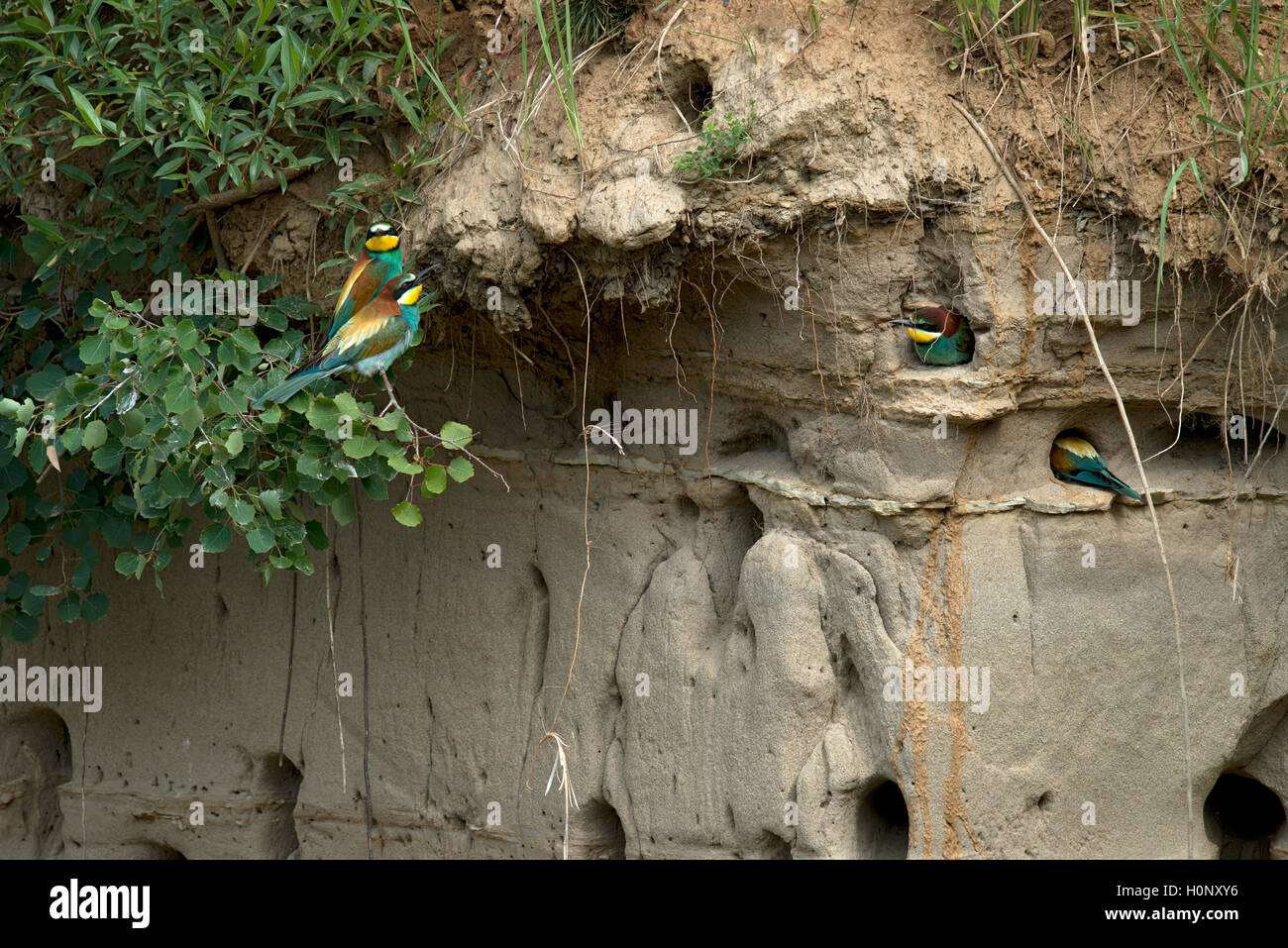 Unione i gruccioni (Merops piaster), nidi in una parete, Burgenland, Austria Foto Stock