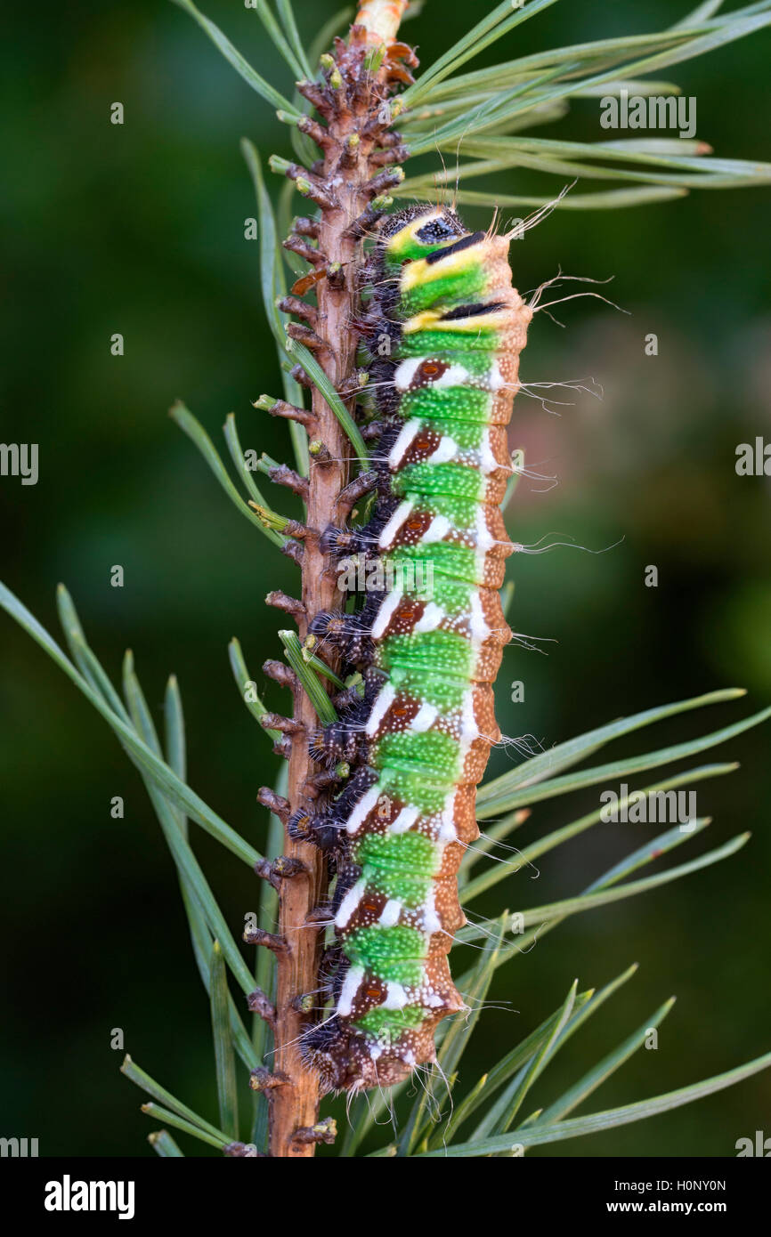 Lo spagnolo luna moth (Graellsia isabellae) caterpillar, nella quinta fase, captive Foto Stock